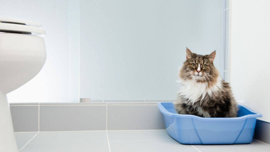 Katt som sitter i en blå kattlåda i badrummet